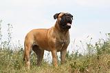 BULLMASTIFF 257